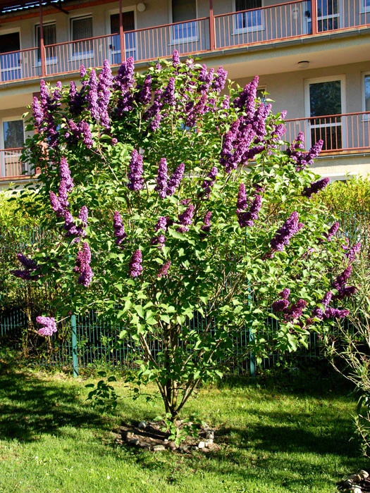 Syringa Vulgaris 'Andenken An Ludwig Späth' 3 Syringa Vulgaris 'Andenken An Ludwig Späth' – Bild 3