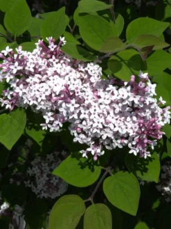 Syringa Microphylla 'Superba', Herbstflieder