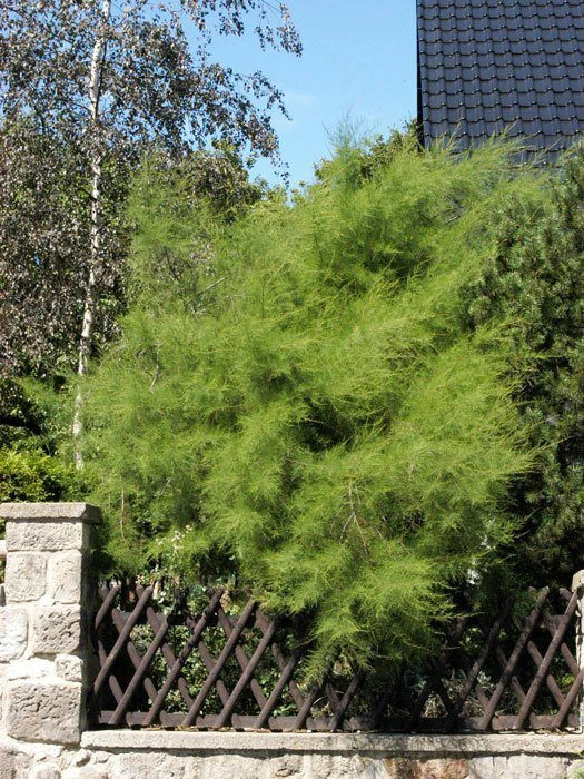 Tamarix Parviflora, Frühlingstamariske 2 Tamarix Parviflora, Frühlingstamariske – Bild 2