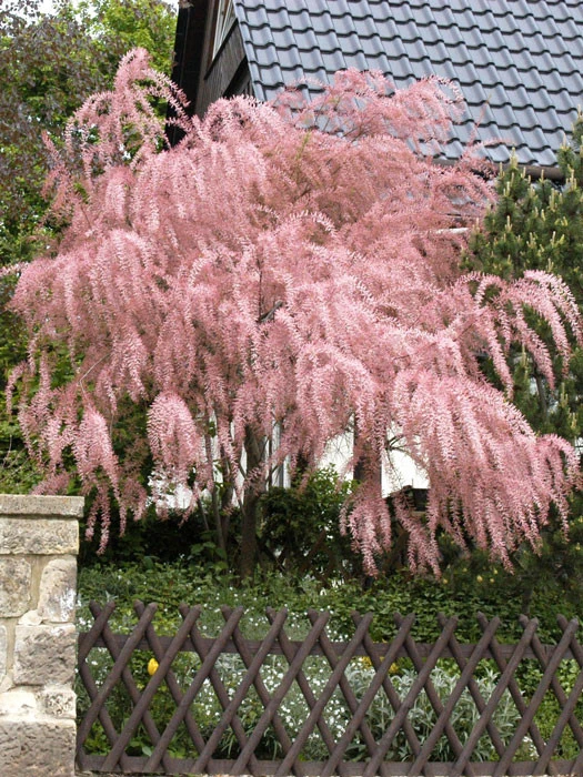 Tamarix Parviflora, Frühlingstamariske 1 Tamarix Parviflora, Frühlingstamariske