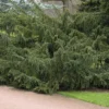 Taxus Baccata 'Dovastoniana', Adlerschwingen-Eibe
