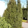 Taxus Baccata 'Overeynderi'