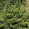 Taxus Baccata 'Repandens', Tafel-Eibe