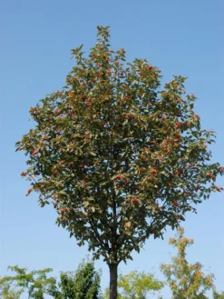 Sorbus Thuringiaca 'Fastigiata', Thüringische Säulen-Eberesche - Hochstamm -Gartenbedarfs Geschäft thueringer eberesche 1280x1280