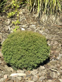 Thuja Occidentalis 'Teddy', Kuschel-Lebensbaum