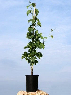 Tafel- Und Weintraube Regent 2 Tafel- Und Weintraube Regent – Bild 2