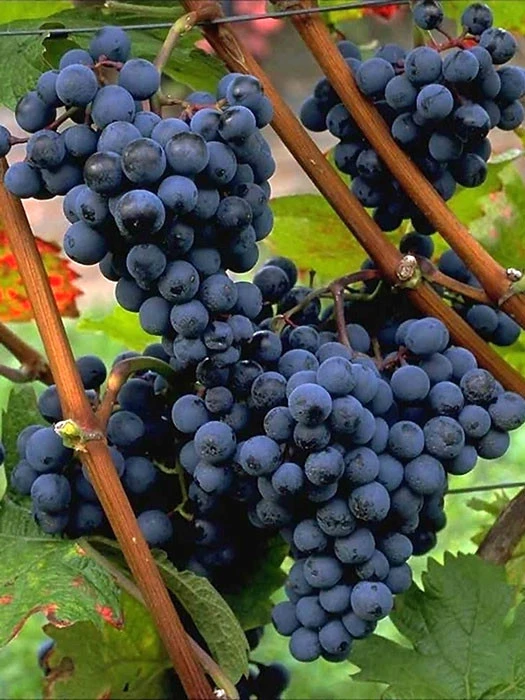 Tafel- Und Weintraube Dornfelder 1 Tafel- Und Weintraube Dornfelder