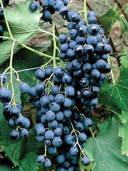 Tafeltraube Muscat Bleu 1 Tafeltraube Muscat Bleu