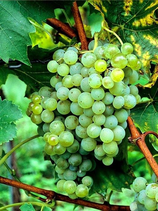 Tafel- Und Weintraube Phoenix 1 Tafel- Und Weintraube Phoenix