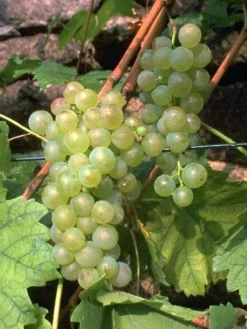 Tafel- Und Weintraube Weißer Gutedel