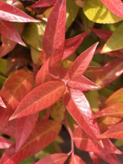 Leucothoe Walteri 'Scarletta' ®, Traubenheide, Traubenmyrte