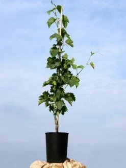 Kernarme Tafeltraube New York Muscat 5 Kernarme Tafeltraube New York Muscat -Gartenbedarfs Geschäft traubenrebe55599c4c50b1c 1280x1280