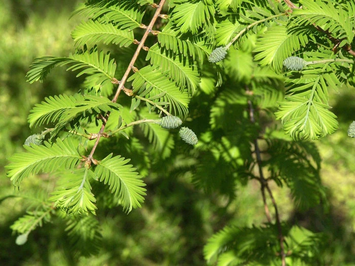 Metasequoia Glyptostroboides, Urweltmammutbaum 2 Metasequoia Glyptostroboides, Urweltmammutbaum – Bild 2
