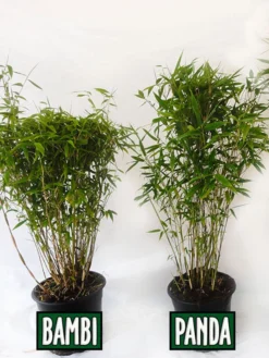 Fargesia Murielae 'Panda', Schirmbambus 5 Fargesia Murielae 'Panda', Schirmbambus -Gartenbedarfs Geschäft vergleich bambus panda bamb5a30ecb28375a 1280x1280