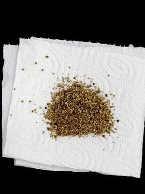 Aphidoletes-Gallmücke (Art.Nr. KB4046) 3 Aphidoletes-Gallmücke (Art.Nr. KB4046) – Bild 3