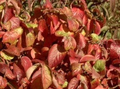 Viburnum Carlesii 'Aurora', Wohlriechender Schneeball 5 Viburnum Carlesii 'Aurora', Wohlriechender Schneeball -Gartenbedarfs Geschäft viburnum aurora herbst 1280x1280