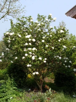 Viburnum Carlcephalum, Großblumiger Duft-Schneeball 5 Viburnum Carlcephalum, Großblumiger Duft-Schneeball -Gartenbedarfs Geschäft viburnum carlcephalum strau 1280x1280