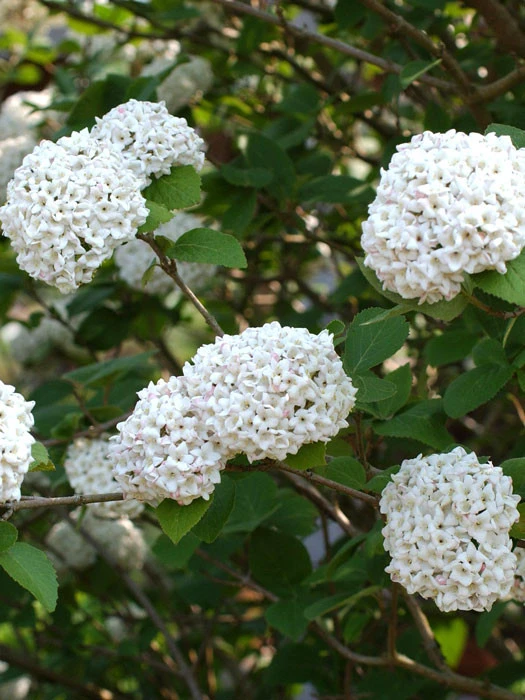 Viburnum Carlcephalum, Großblumiger Duft-Schneeball 1 Viburnum Carlcephalum, Großblumiger Duft-Schneeball