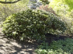 Viburnum Davidii, Kissenschneeball -Gartenbedarfs Geschäft viburnum davidii 1280x1280