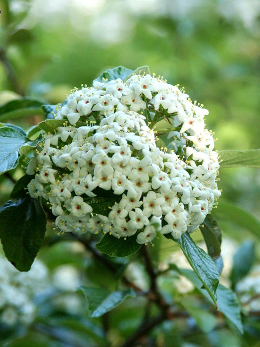 Viburnum 'Eskimo' Großblumiger, Duft-Schneeball 1 Viburnum 'Eskimo' Großblumiger, Duft-Schneeball