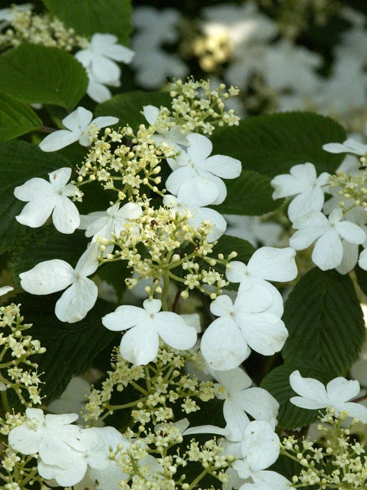 Viburnum Plicatum 'Mariesii', Japanischer Schneeball 1 Viburnum Plicatum 'Mariesii', Japanischer Schneeball