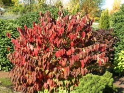 Viburnum Plicatum 'Mariesii', Japanischer Schneeball 5 Viburnum Plicatum 'Mariesii', Japanischer Schneeball -Gartenbedarfs Geschäft viburnum mariesii herbst 1280x1280