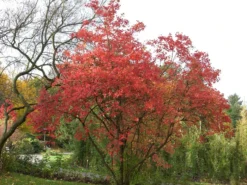 Viburnum Opulus 'Roseum', Echter Schneeball -Gartenbedarfs Geschäft viburnum roseum55599e9c5d844 1280x1280