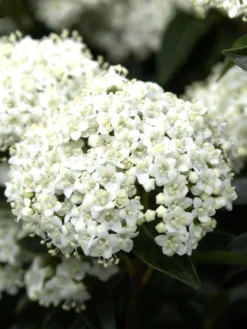 Viburnum Tinus, Lorbeer-Schneeball