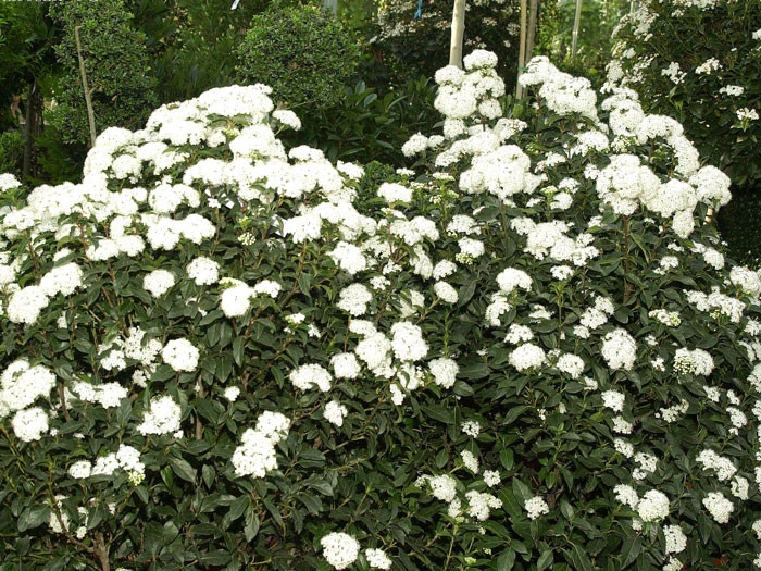 Viburnum Tinus, Lorbeer-Schneeball 2 Viburnum Tinus, Lorbeer-Schneeball – Bild 2