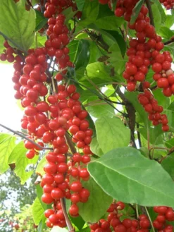 Chinesische Vitalbeere ® Wu Wei Zi 7 Chinesische Vitalbeere ® Wu Wei Zi -Gartenbedarfs Geschäft vitalbeere wu wei zi 1280x1280