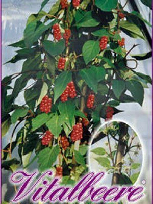 Chinesische Vitalbeere ® Wu Wei Zi 1 Chinesische Vitalbeere ® Wu Wei Zi