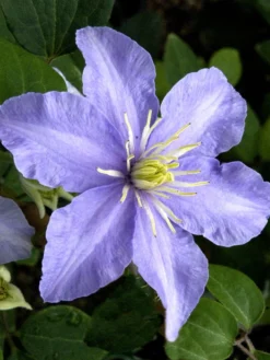 Clematis 'Mrs. Cholmondeley'