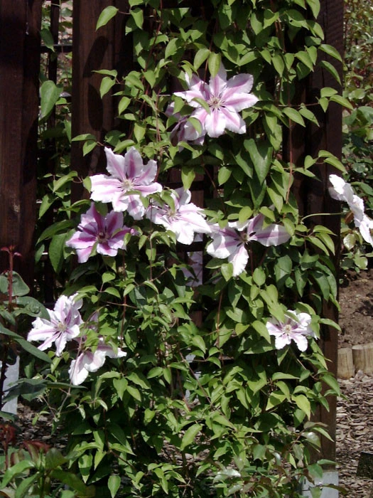 Clematis 'Nelly Moser' 2 Clematis 'Nelly Moser' – Bild 2