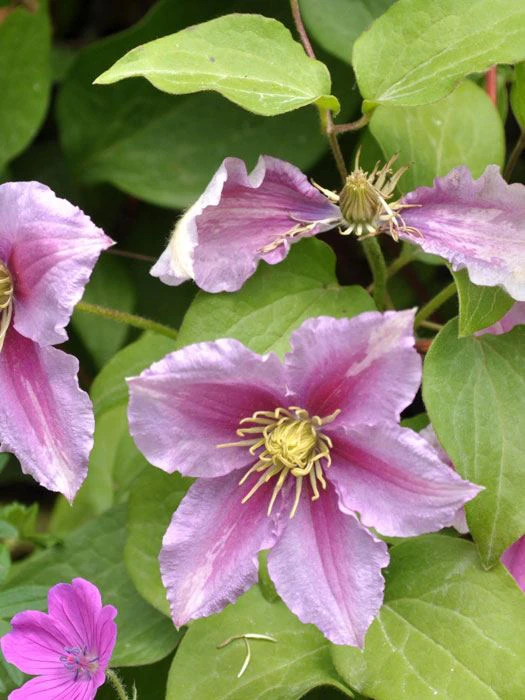 Clematis 'Piilu' 1 Clematis 'Piilu'