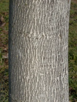 Juglans Regia, Walnuss-Sämling -Gartenbedarfs Geschäft walnuss juglans regia 3 1280x1280