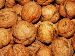 Juglans Regia, Walnuss-Sämling -Gartenbedarfs Geschäft walnuss juglans regia 4 1280x1280