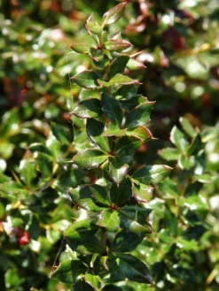 Berberis Verruculosa, Warzenberberitze