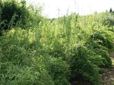 Fargesia Denudata 'Lancaster', Überhängender Bambus, Wasserfall-Bambus 2 Fargesia Denudata 'Lancaster', Überhängender Bambus, Wasserfall-Bambus – Bild 2