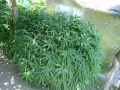 Pleioblastus Viridistriatus 'Vagans' (Sasaella Ramosa), Weichblättriger Zwergbambus 5 Pleioblastus Viridistriatus 'Vagans' (Sasaella Ramosa), Weichblättriger Zwergbambus -Gartenbedarfs Geschäft weichblaettriger zwergbambus 1280x1280