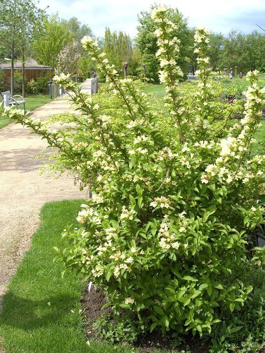 Weigela Middendorffiana, Gold-Weigelie 2 Weigela Middendorffiana, Gold-Weigelie – Bild 2