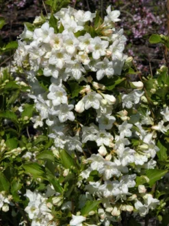 Weigela 'Snowflake', Weigelie