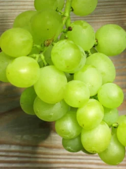 Tafel- Und Weintraube Bianca