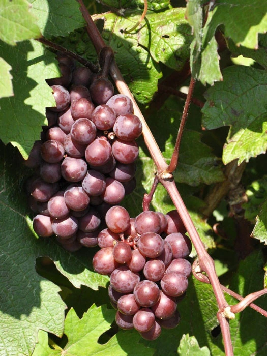 Tafel- Und Weintraube Regent 1 Tafel- Und Weintraube Regent