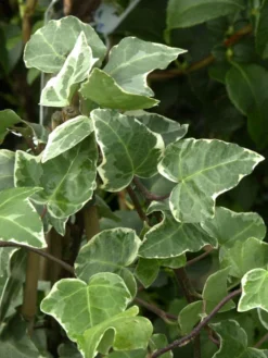 Hedera Helix 'Glacier', Weiß-grüner Efeu 'Glacier'