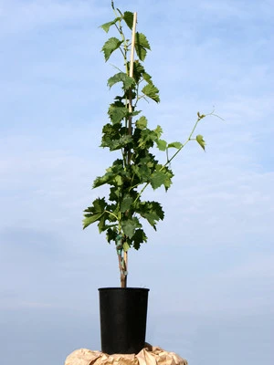 Tafel- Und Weintraube Weißer Gutedel 2 Tafel- Und Weintraube Weißer Gutedel – Bild 2