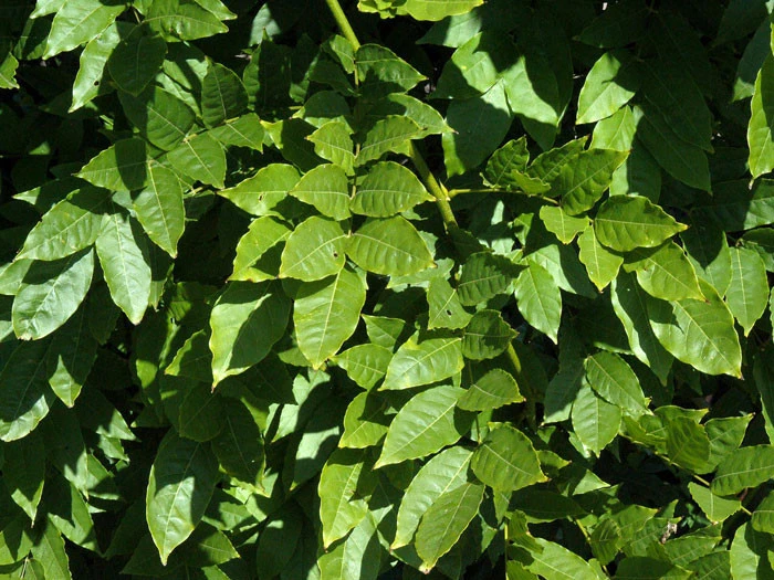Wisteria Sinensis, Chinesischer Blauregen 3 Wisteria Sinensis, Chinesischer Blauregen – Bild 3