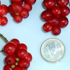 Chinesische Vitalbeere ® Wu Wei Zi 6 Chinesische Vitalbeere ® Wu Wei Zi -Gartenbedarfs Geschäft wu wei zie beeren 1280x1280