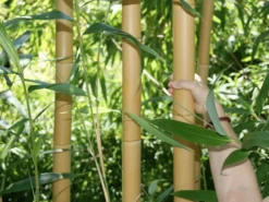 Phyllostachys Vivax Aureocaulis, Zauber-Bambus 7 Phyllostachys Vivax Aureocaulis, Zauber-Bambus -Gartenbedarfs Geschäft zauber bambus trieb55599bdf6250d 1280x1280