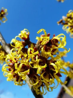 Hamamelis Intermedia 'Barmstedts Gold', Zaubernuss