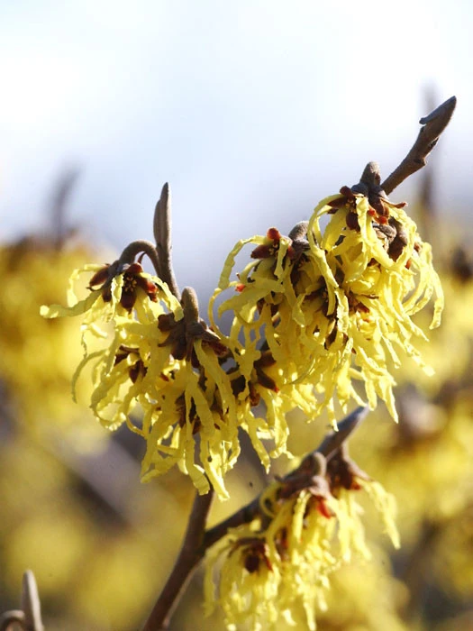 Hamamelis Intermedia 'Arnold Promise', Zaubernuss 1 Hamamelis Intermedia 'Arnold Promise', Zaubernuss